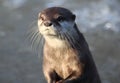 Oriental small-clawed otter close