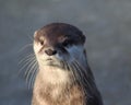 Oriental small-clawed otter close