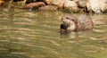 Oriental Small-Clawed Otter foraging Royalty Free Stock Photo