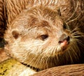 Oriental small clawed otter in Marwell Zoo England