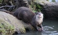 Oriental small-clawed otter Royalty Free Stock Photo