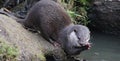 Oriental small-clawed otter Royalty Free Stock Photo