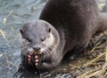 Oriental small-clawed otter Royalty Free Stock Photo