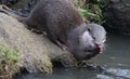 Oriental small-clawed otter washing Royalty Free Stock Photo