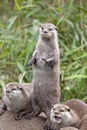 Oriental Small Clawed Otters