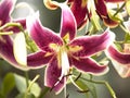 Oriental Stargazer Lilly Royalty Free Stock Photo