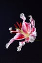 Oriental stargazer lily, pink and white color, on a black background Royalty Free Stock Photo