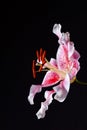 Oriental stargazer lily, pink and white color, on a black background. Royalty Free Stock Photo