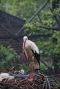 An oriental stork resting on the nest.  Osaka Japan Royalty Free Stock Photo