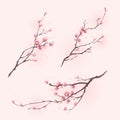 Oriental style painting, cherry blossom in spring