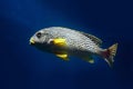 Oriental Sweetlip fish Plectorhinchus vittatus swimming against the dark water of the Indian Ocean Royalty Free Stock Photo