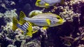 Oriental sweetlip in the tropical waters of the indian ocean, Maldives. Royalty Free Stock Photo