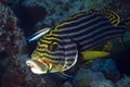 Oriental Sweetlips