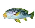 Oriental Sweetlips fish isolated on white Royalty Free Stock Photo