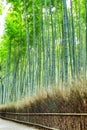 Oriental Tourist Travel Destinations. Sagano Green Bamboo Forest in Japan