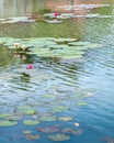 Oriental Tropical swamp with lotus flowers and lotus leaves in calm atmosphere