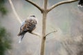 Oriental Turtle Dove Royalty Free Stock Photo
