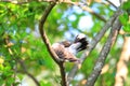 Oriental turtle dove