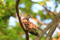 Oriental turtle dove