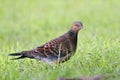 The Oriental turtle dove or rufous turtle dove Streptopelia orientalis sitting on the grass.Colorful turtle dove in green grass Royalty Free Stock Photo