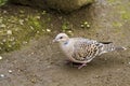 Oriental Turtle Dove,Streptopelia orientails