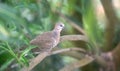 Oriental turtle dove Royalty Free Stock Photo