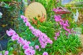 The Oriental umbrella among the orchids, Rajapruek park, Chiang Mai, Thailand Royalty Free Stock Photo