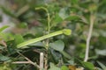 Oriental whip Snake Ahaetulla Royalty Free Stock Photo