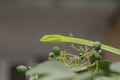 Oriental whip Snake Ahaetulla Royalty Free Stock Photo