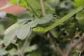 Oriental whip Snake Ahaetulla Royalty Free Stock Photo