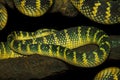 Oriental whip snake, green viper from Borneo