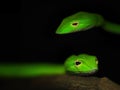 Oriental whip snake, green viper from Borneo