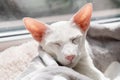 Oriental white cat sleeping near the window. Royalty Free Stock Photo