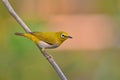 Oriental White-eye Bird