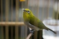 Oriental white-eye bird