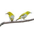 Oriental White-eye Bird Royalty Free Stock Photo