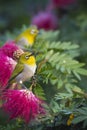 Oriental white-eye bird in red powder buff flowers Royalty Free Stock Photo