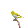 Oriental White-eye Bird