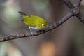 Oriental white-eye bird is a small bird who were active and leaped back and forth on a branch with a yellow forehead the top of th