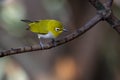 Oriental white-eye bird is a small bird who were active and leaped back and forth on a branch with a yellow forehead the top of th