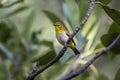 Oriental white-eye bird is a small bird who were active and leaped back and forth on a branch with a yellow forehead the top of th
