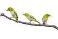 Oriental White-eye Bird Royalty Free Stock Photo