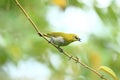 Bird eating small fruit Royalty Free Stock Photo