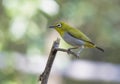 Oriental White-eye