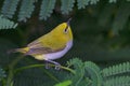 Oriental White Eye or Zosterops palpebrosus Royalty Free Stock Photo