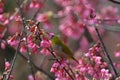 Oriental White Eyes in Prunus campanulata Royalty Free Stock Photo