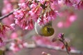 Oriental White Eyes in Prunus campanulata Royalty Free Stock Photo