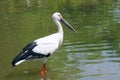 Oriental White Stork