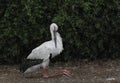 The Oriental white stork, wind and rain have a rest.