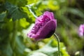 Oriental wild poppy flower in the garden, salmon, pink or orange color, close up Royalty Free Stock Photo